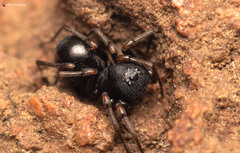 Mallinus nitidiventris