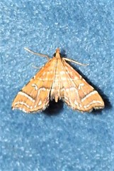 Musotima ochropteralis