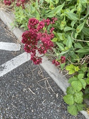 Centranthus ruber