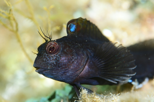 Ringneck Blenny