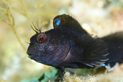 Ringneck Blenny photo 2