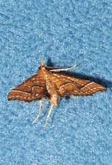 Musotima ochropteralis