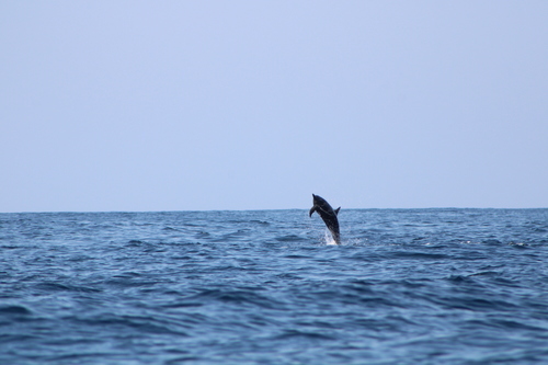 Spinner Dolphin