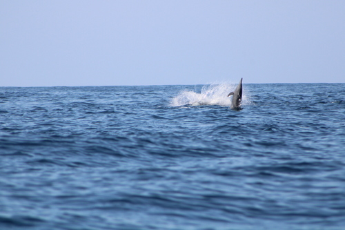 Spinner Dolphin
