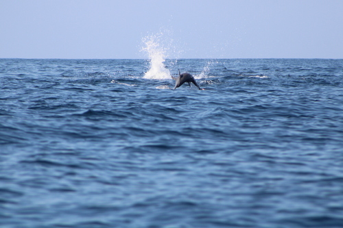 Spinner Dolphin