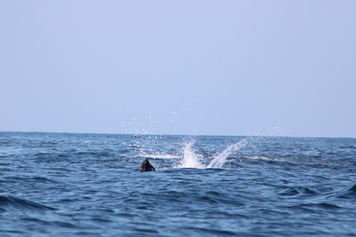 Spinner Dolphin