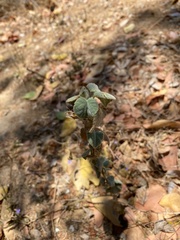 Acalypha californica