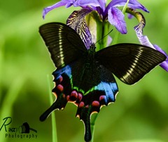 Papilio krishna