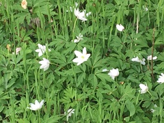 Anemonoides nemorosa