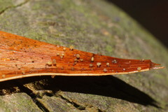 Hymenotorrendiella eucalypti image