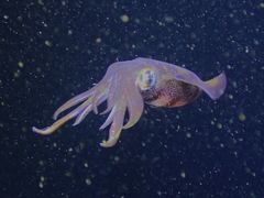 Sepioteuthis lessoniana