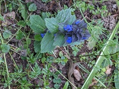 Ajuga genevensis