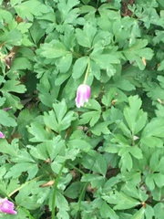 Anemonoides nemorosa