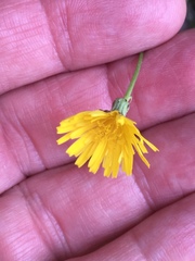 Crepis leontodontoides