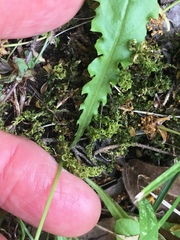 Crepis leontodontoides