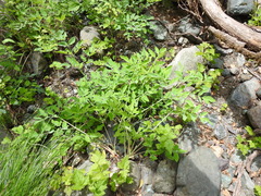 Angelica tomentosa