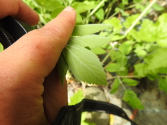 Angelica tomentosa