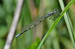 Enallagma cyathigerum