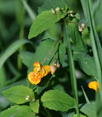Impatiens capensis