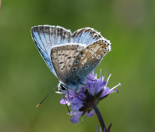 Chalkhill Blue