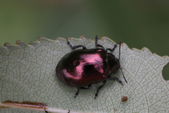 Chrysomela cuprea