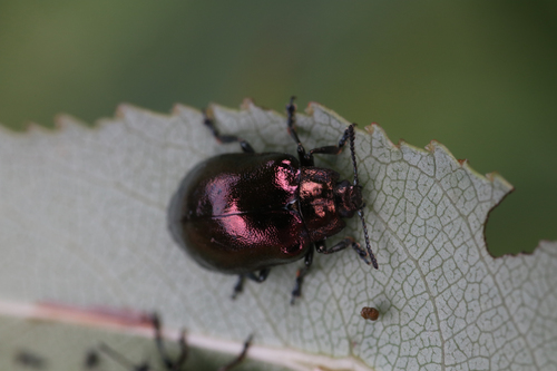 Chrysomela cuprea