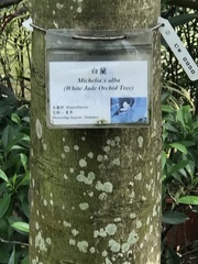 Magnolia × alba