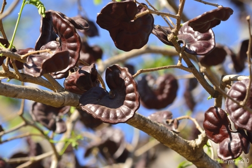 elephant ear tree