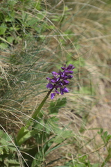 Anacamptis