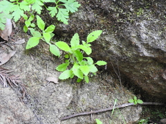 Erythranthe cardinalis
