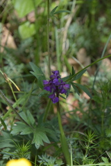 Anacamptis