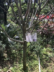 Magnolia liliiflora
