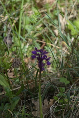 Anacamptis