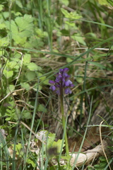 Anacamptis