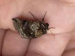 Abrostola tripartita