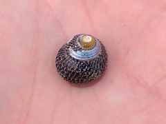 Chlorodiloma adelaidae