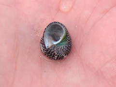 Chlorodiloma adelaidae