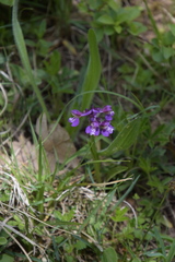 Anacamptis