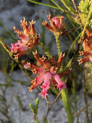 Erica gysbertii