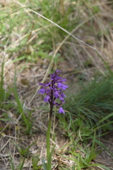 Anacamptis