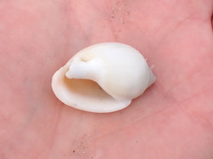 Semicassis semigranosa