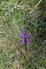 Anacamptis