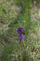 Anacamptis