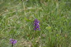 Anacamptis