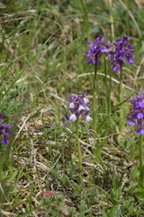 Anacamptis