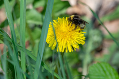 Bombus bohemicus