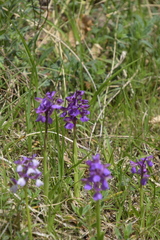 Anacamptis