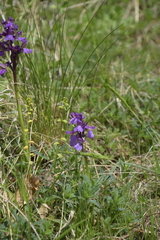 Anacamptis
