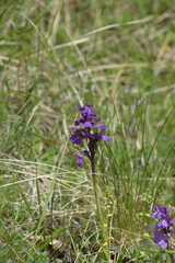 Anacamptis