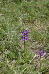 Anacamptis